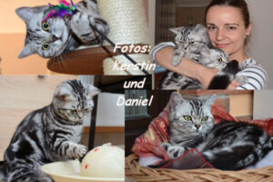 shorthair tabby cats 10 Katzen Puzzle